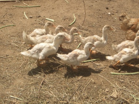 Patos de carne prontos a matar e ainda para criar